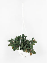 Load image into Gallery viewer, Bumble Plants Watermelon Begonia (Pellionia Pulchra)

