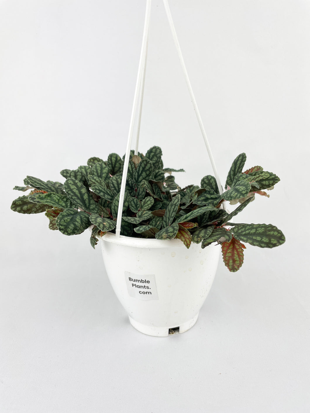 Bumble Plants Watermelon Begonia (Pellionia Pulchra)