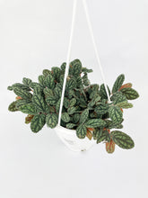 Load image into Gallery viewer, Bumble Plants Watermelon Begonia (Pellionia Pulchra)
