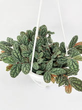 Load image into Gallery viewer, Bumble Plants Watermelon Begonia (Pellionia Pulchra)
