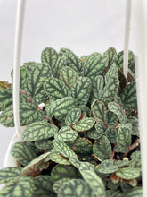 Load image into Gallery viewer, Bumble Plants Watermelon Begonia (Pellionia Pulchra)
