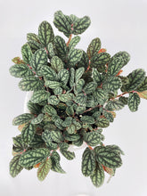 Load image into Gallery viewer, Bumble Plants Watermelon Begonia (Pellionia Pulchra)

