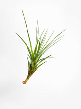 Load image into Gallery viewer, Bumble Plants Tillandsia Moonlight Air Plant
