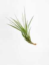 Load image into Gallery viewer, Bumble Plants Tillandsia Moonlight Air Plant
