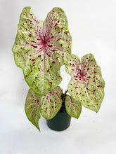 Load image into Gallery viewer, Bumble Plants Caladium Miss Muffet
