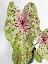 Load image into Gallery viewer, Bumble Plants Caladium Miss Muffet
