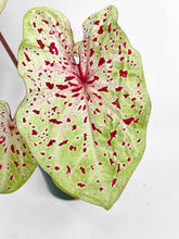 Load image into Gallery viewer, Bumble Plants Caladium Miss Muffet
