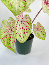 Load image into Gallery viewer, Bumble Plants Caladium Miss Muffet

