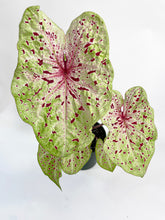 Load image into Gallery viewer, Bumble Plants Caladium Miss Muffet
