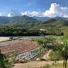 Load image into Gallery viewer, Limes drying in Alta Verapaz, Guatemala, to make black lime
