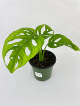 Load image into Gallery viewer, Bumble Plants Monstera Adansonii Wide Leaf Form
