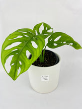 Load image into Gallery viewer, Bumble Plants Monstera Adansonii Wide Leaf Form
