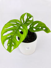 Load image into Gallery viewer, Bumble Plants Monstera Adansonii Wide Leaf Form
