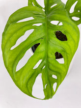 Load image into Gallery viewer, Bumble Plants Monstera Adansonii Wide Leaf Form
