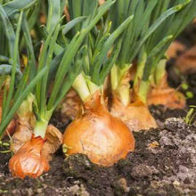 Load image into Gallery viewer, Burlap &amp; Barrel Toasted Onion Powder
