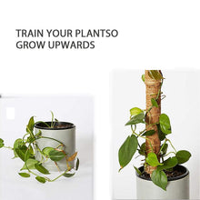 Load image into Gallery viewer, Bumble Plants Coco Coir Climbing Pole
