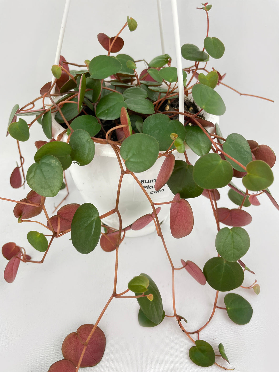 Bumble Plants Peperomia Ru