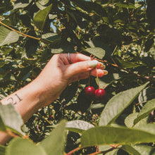 Load image into Gallery viewer, Vanilla Bean Granola with Sour Cherries
