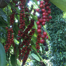 Load image into Gallery viewer, Purple Peppercorns
