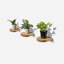 Load image into Gallery viewer, Formr Rainbow plant shelf
