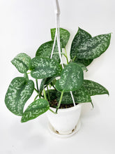 Load image into Gallery viewer, Bumble Plants Scindapsus Pictus &quot;Silver Splash&quot;
