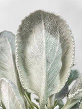 Load image into Gallery viewer, Bumble Plants Senecio White Fairy Dust Angel Wing Candicans
