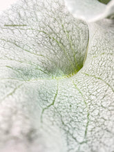 Load image into Gallery viewer, Bumble Plants Senecio White Fairy Dust Angel Wing Candicans
