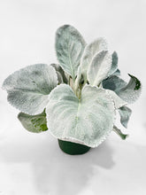 Load image into Gallery viewer, Bumble Plants Senecio White Fairy Dust Angel Wing Candicans
