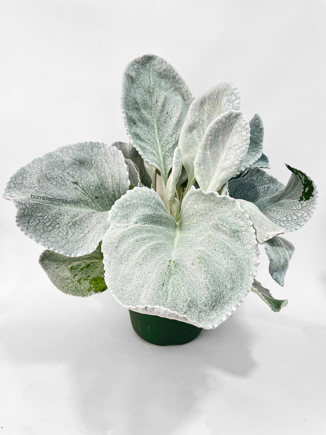 Bumble Plants Senecio White Fairy Dust Angel Wing Candicans