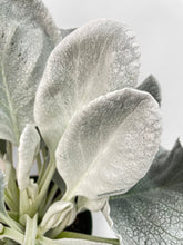 Load image into Gallery viewer, Bumble Plants Senecio White Fairy Dust Angel Wing Candicans
