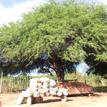 Load image into Gallery viewer, Wild Mesquite - Burlap &amp; Barrel
