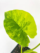 Load image into Gallery viewer, Bumble Plants Variegated Alocasia Gageana Aurea
