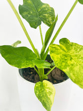 Load image into Gallery viewer, Bumble Plants Variegated Alocasia Gageana Aurea
