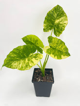 Load image into Gallery viewer, Bumble Plants Variegated Alocasia Gageana Aurea
