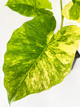 Load image into Gallery viewer, Bumble Plants Variegated Alocasia Gageana Aurea
