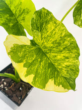 Load image into Gallery viewer, Bumble Plants Variegated Alocasia Gageana Aurea
