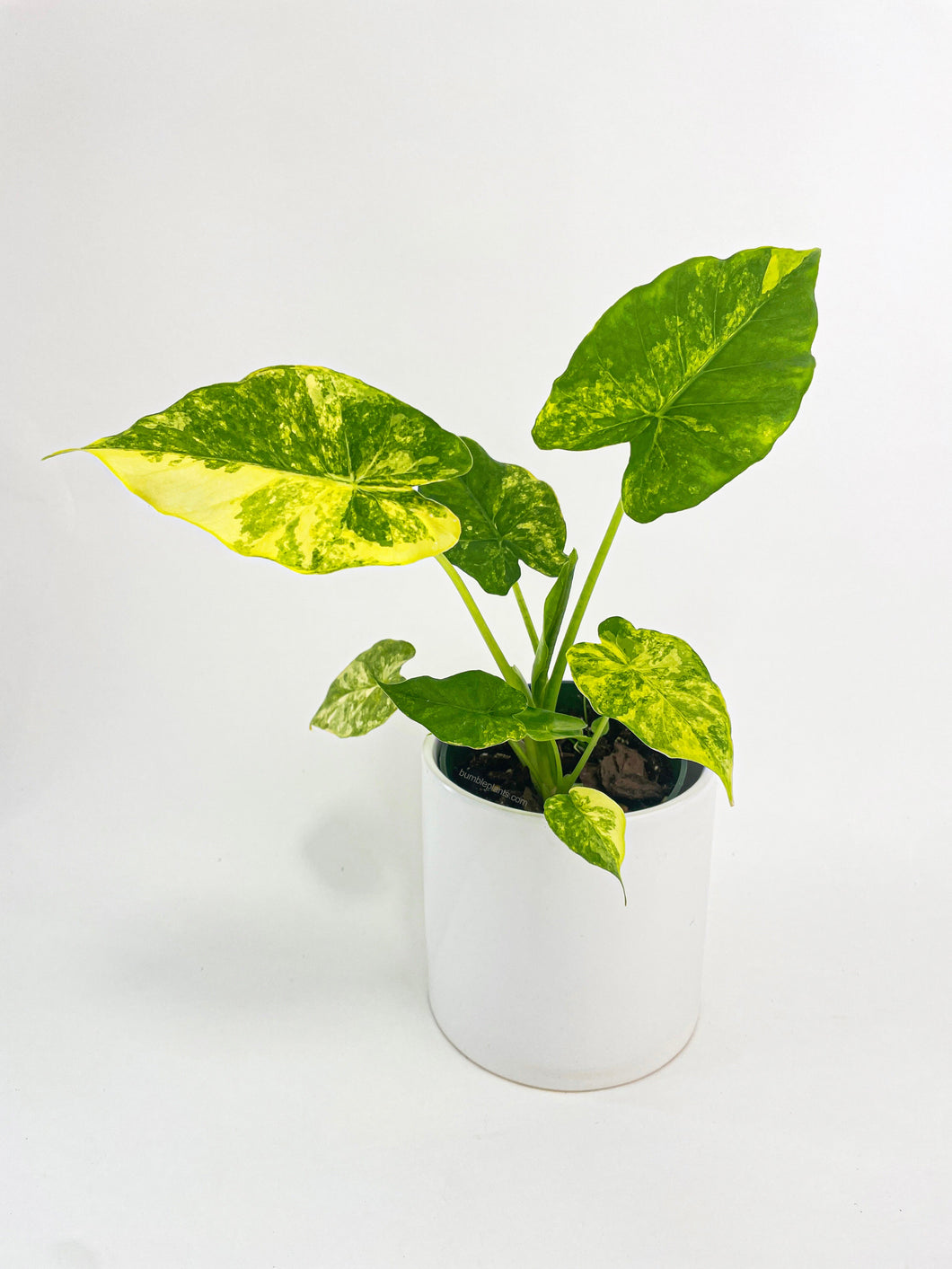 Bumble Plants Variegated Alocasia Gageana Aurea