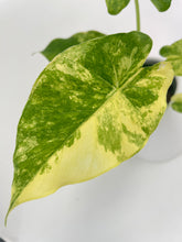 Load image into Gallery viewer, Bumble Plants Variegated Alocasia Gageana Aurea
