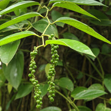 Load image into Gallery viewer, Zanzibar Black Peppercorns
