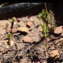 Load image into Gallery viewer, Close up of honeybush saplings.
