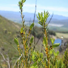 Load image into Gallery viewer, Close up of honeybush plant and landscape of South Africa
