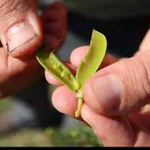 Load image into Gallery viewer, Close up of an open pod of honeybush
