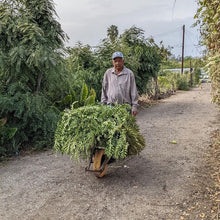 Load image into Gallery viewer, Prasad&#39;s Curry Leaf - Burlap &amp; Barrel
