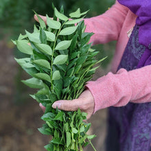 Load image into Gallery viewer, Prasad&#39;s Curry Leaf - Burlap &amp; Barrel
