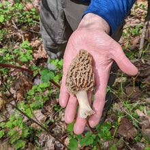 Load image into Gallery viewer, North Spore Dried Wild Morel Mushrooms
