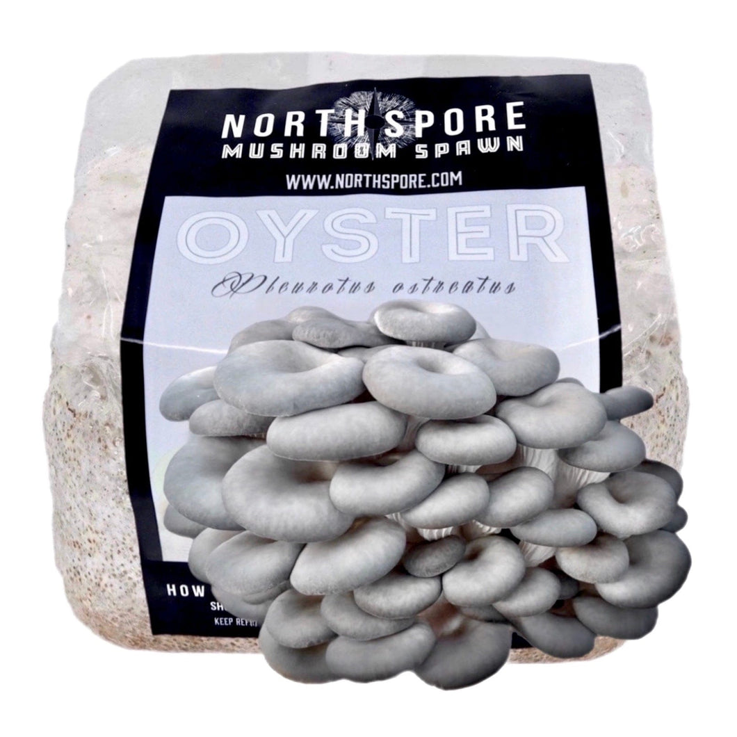 North Spore Organic Blue Oyster Mushroom Grain Spawn