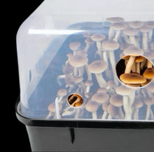 Load image into Gallery viewer, North Spore &#39;Boomr Bin&#39; Monotub Mushroom Grow Kit
