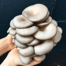 Load image into Gallery viewer, North Spore Organic Blue Oyster ‘Spray &amp; Grow’ Mushroom Growing Kit
