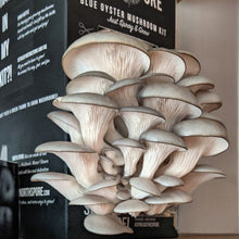 Load image into Gallery viewer, North Spore Organic Blue Oyster ‘Spray &amp; Grow’ Mushroom Growing Kit
