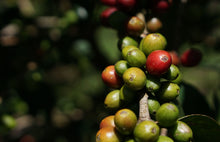 Load image into Gallery viewer, Bold Bean Coffee Roasters Colombia Rigoberto Sanchez
